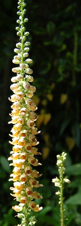 Digitalis ferruginea